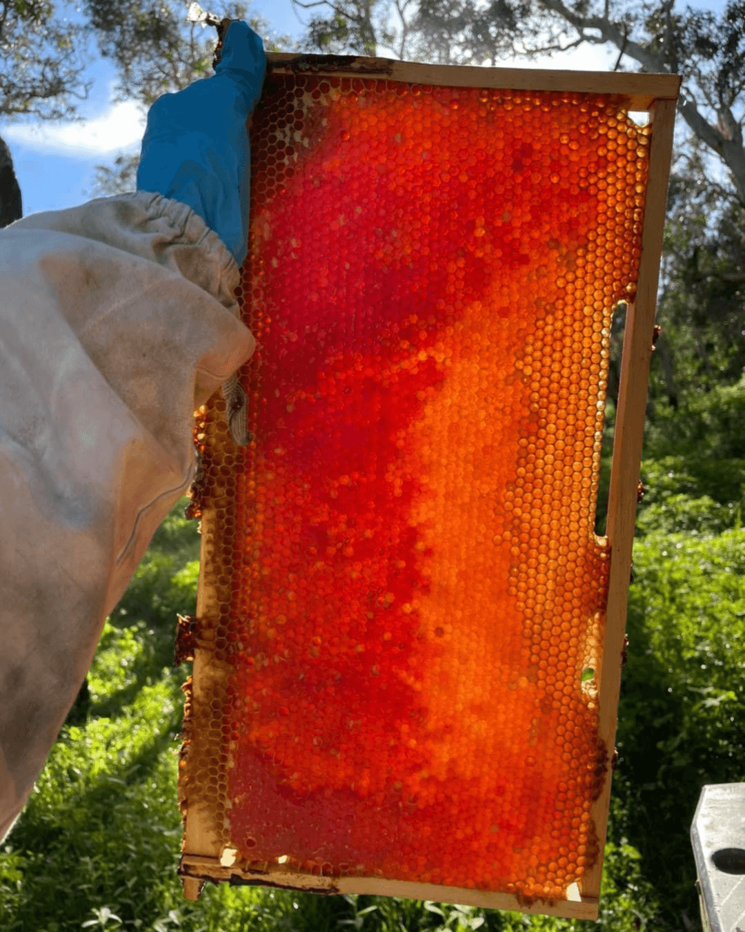 Cadre de ruche operculé prêt pour l’extraction