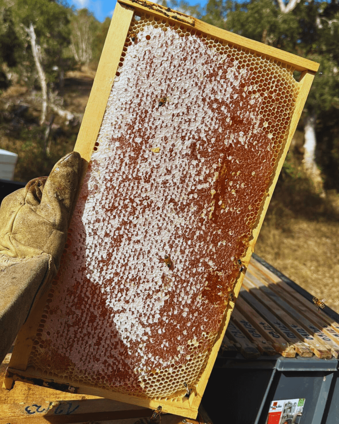 Rucher familial à Ouégoa en Nouvelle-Calédonie