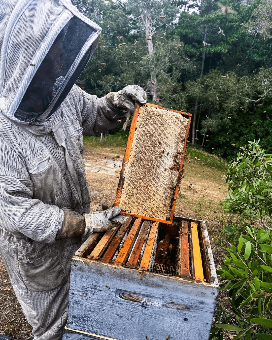 Rucher familial à Ouégoa en Nouvelle-Calédonie